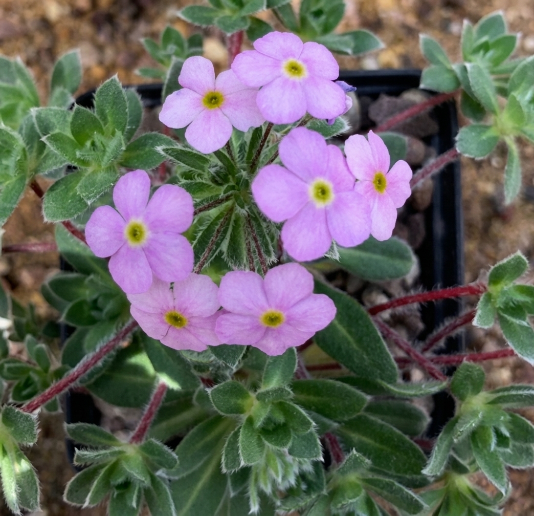 Androsace studiosorum 'Conwy Gem'